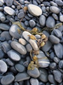 Coils of Dried Seaweed Amongst the Smooth Rocks.JPG